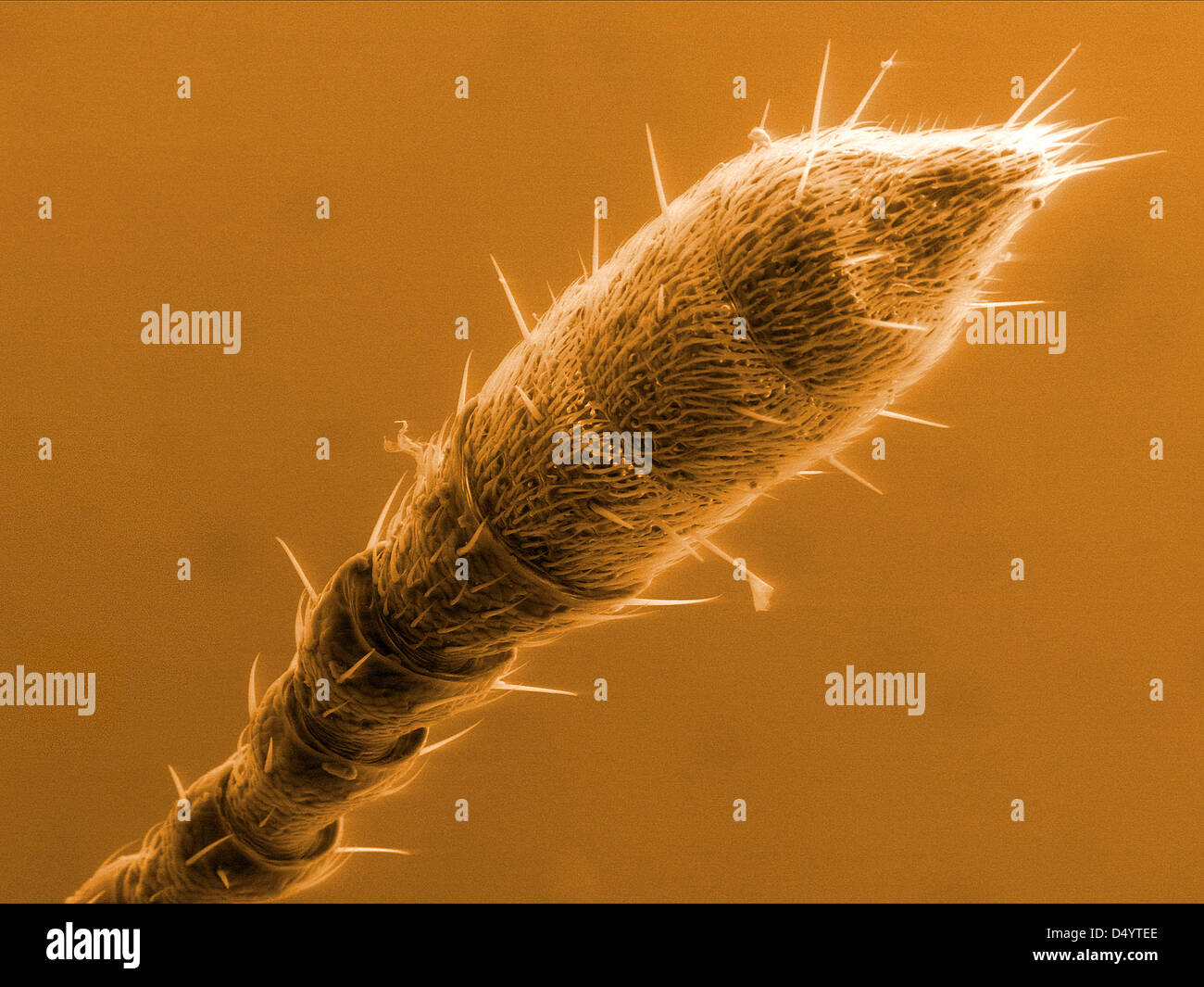 Antenna of hazel leaf-roller weevil (Apoderus coryli), scanning electron microscopy Stock Photo