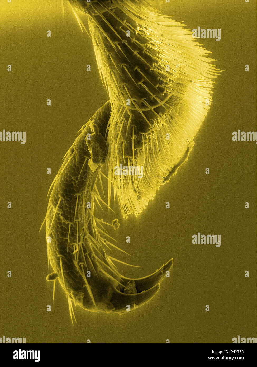 Leg hazel leaf-roller weevil (Apoderus coryli), scanning electron microscopy Stock Photo