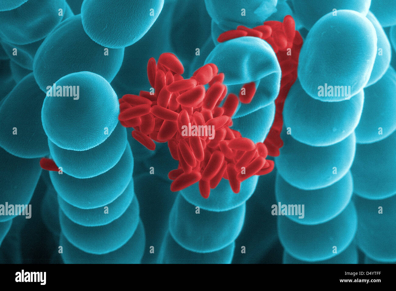 Stamen hairs and pollen grains of Tradescantia flower, scanning electron microscopy Stock Photo