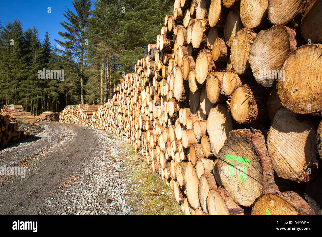 Trees cut down in Grizedale Forest, Lake District, UK Stock Photo Alamy