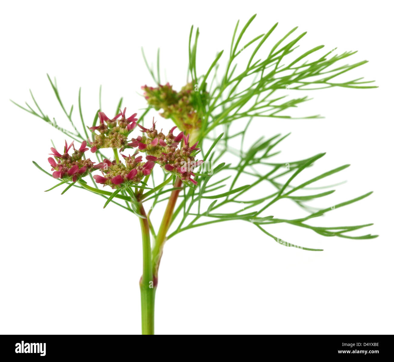 Coriander flower with leaves Stock Photo Alamy