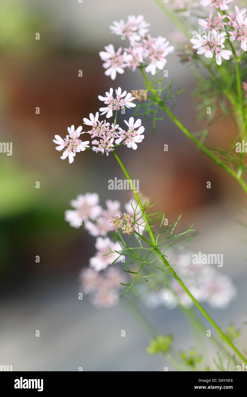 Coriander flower with leaves Stock Photo Alamy