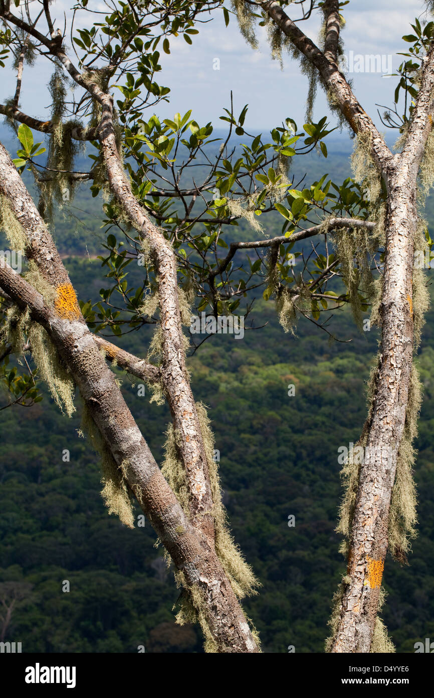 Lichens and mosses growing on tree branches, 300m. or 950 ft. on the summit of Turtle Mountain. Iwokrama forest below. Guyana. South America. Stock Photo