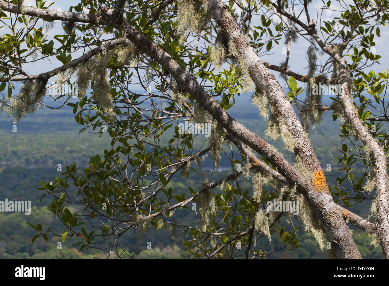 Lichens and mosses growing on tree branches, 300m. or 950 ft. on the summit of Turtle Mountain. Iwokrama forest below. GUYANA. SOUTH AMERICA. Stock Photo