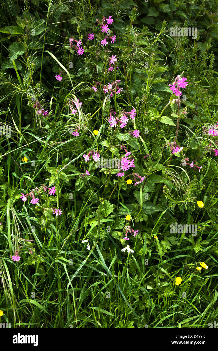 Wild Pink Flowers in Devon Hedgerow Stock Photo Alamy