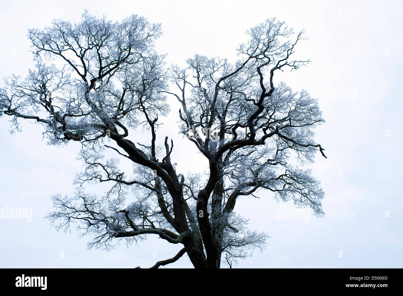 Blue tree hi-res stock photography and images - Alamy