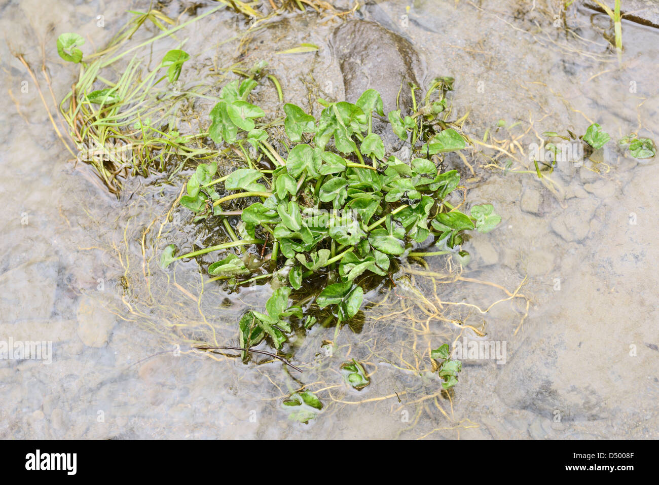 Caltha palustris, Kingcup plant showing new Spring growth and roots exposed by winter floods, Wales Stock Photo