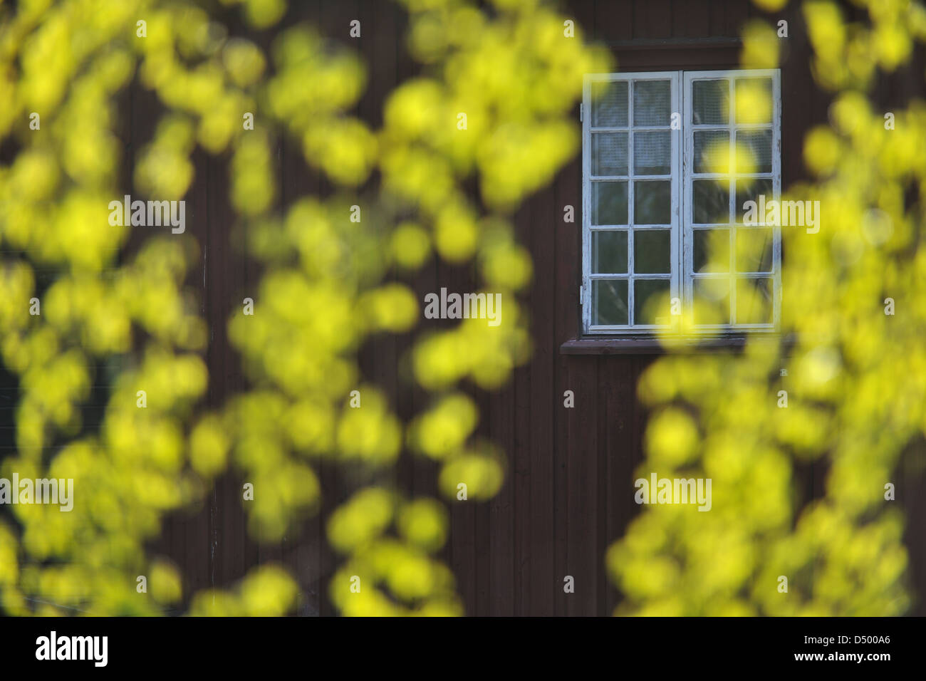 Farmhouse behind sunlit leaves, Munkfors, Värmland, Sweden, Europe Stock Photo