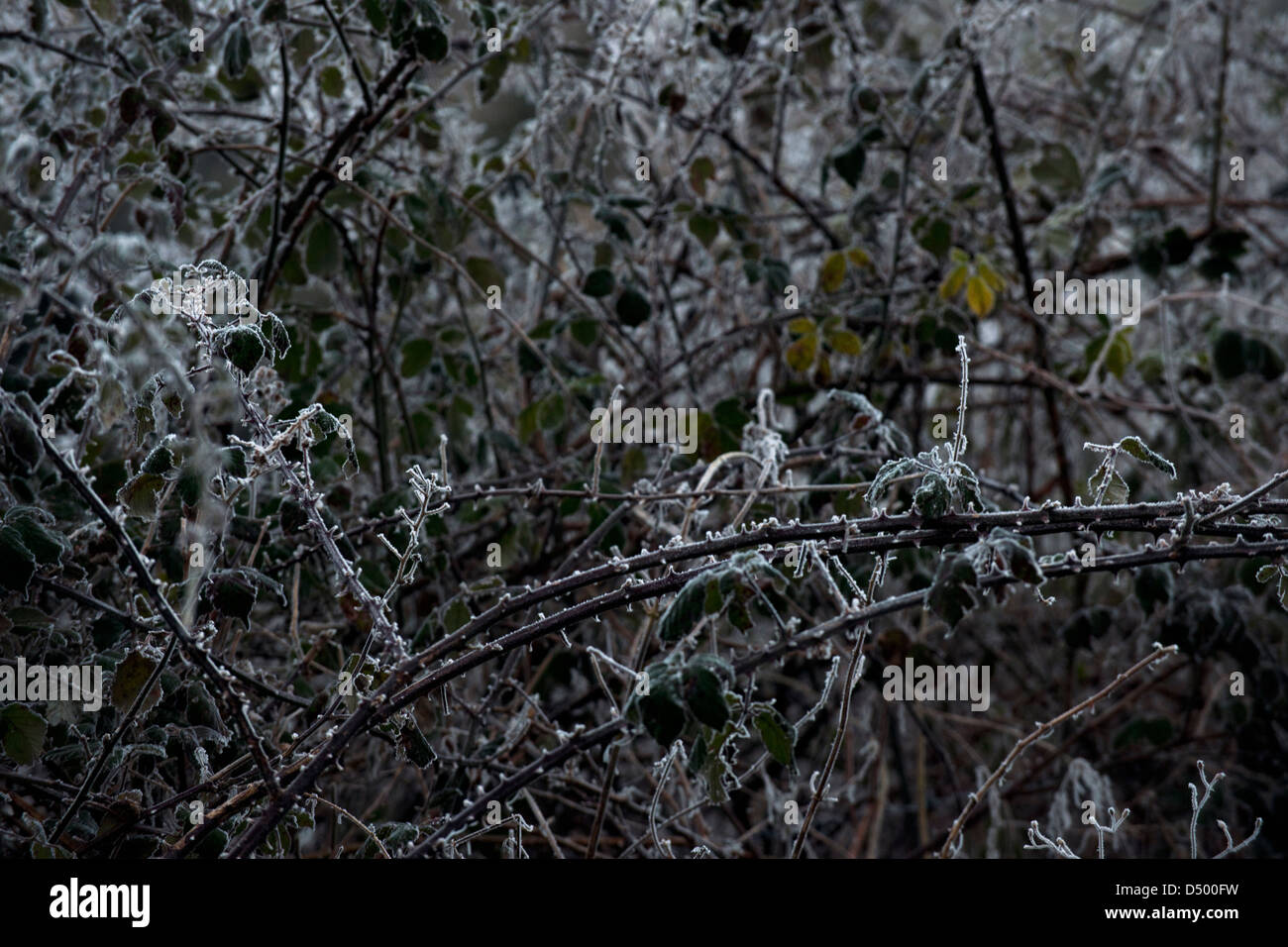 brambles in winter frost Stock Photo Alamy