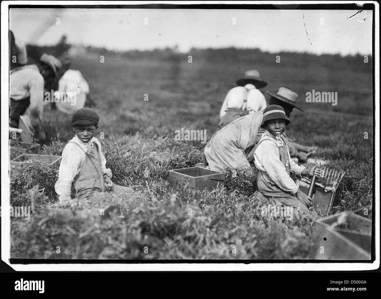 Arthur and Charlie Fernande, ages 8 and 9, are shown picking cranberries by hand and with a scoop in Wareham, Massachusetts, in September 1911. The photograph highlights child labor during this period. Stock Photo