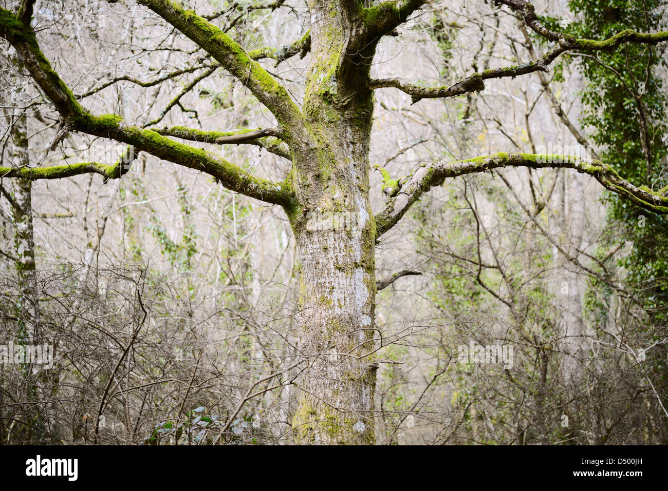 Quercus petraea, Sessile Oak tree, Wales Stock Photo Alamy