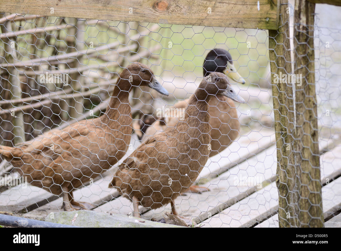 Trio of Khaki Campbell ducks, Wales. Stock Photo