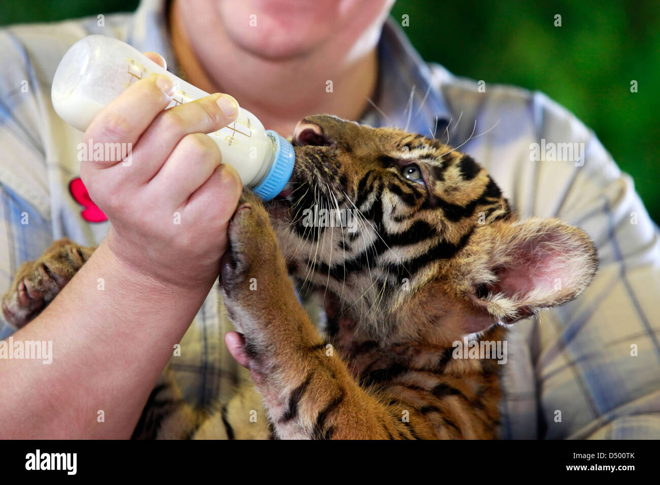 Bottle Feeding Zoo Animal Stock Photos Bottle Feeding bottle feeding zoo animal stock photos bottle feeding