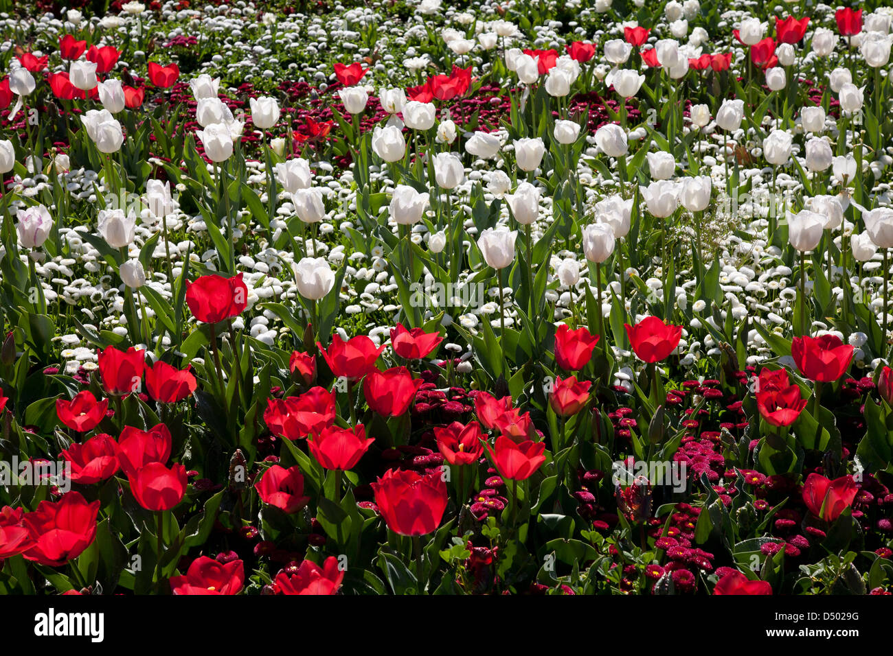 Fields of tulips red-and-white at Floriade Spring Festival Canberra Australia Stock Photo