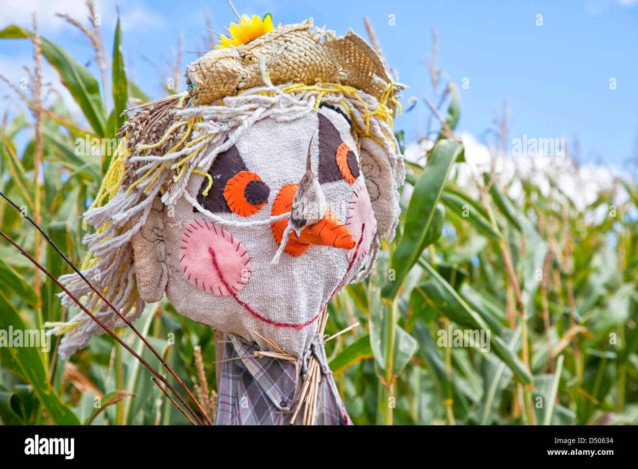 Scarecrow corn hires stock photography and images Alamy