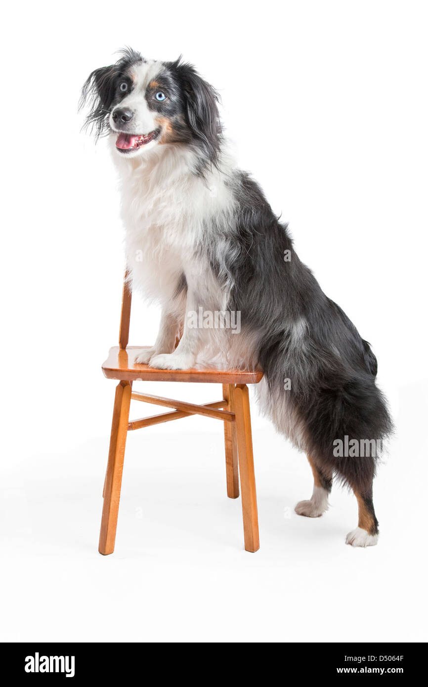 An Australian Shepherd posing with a small chair. Stock Photo