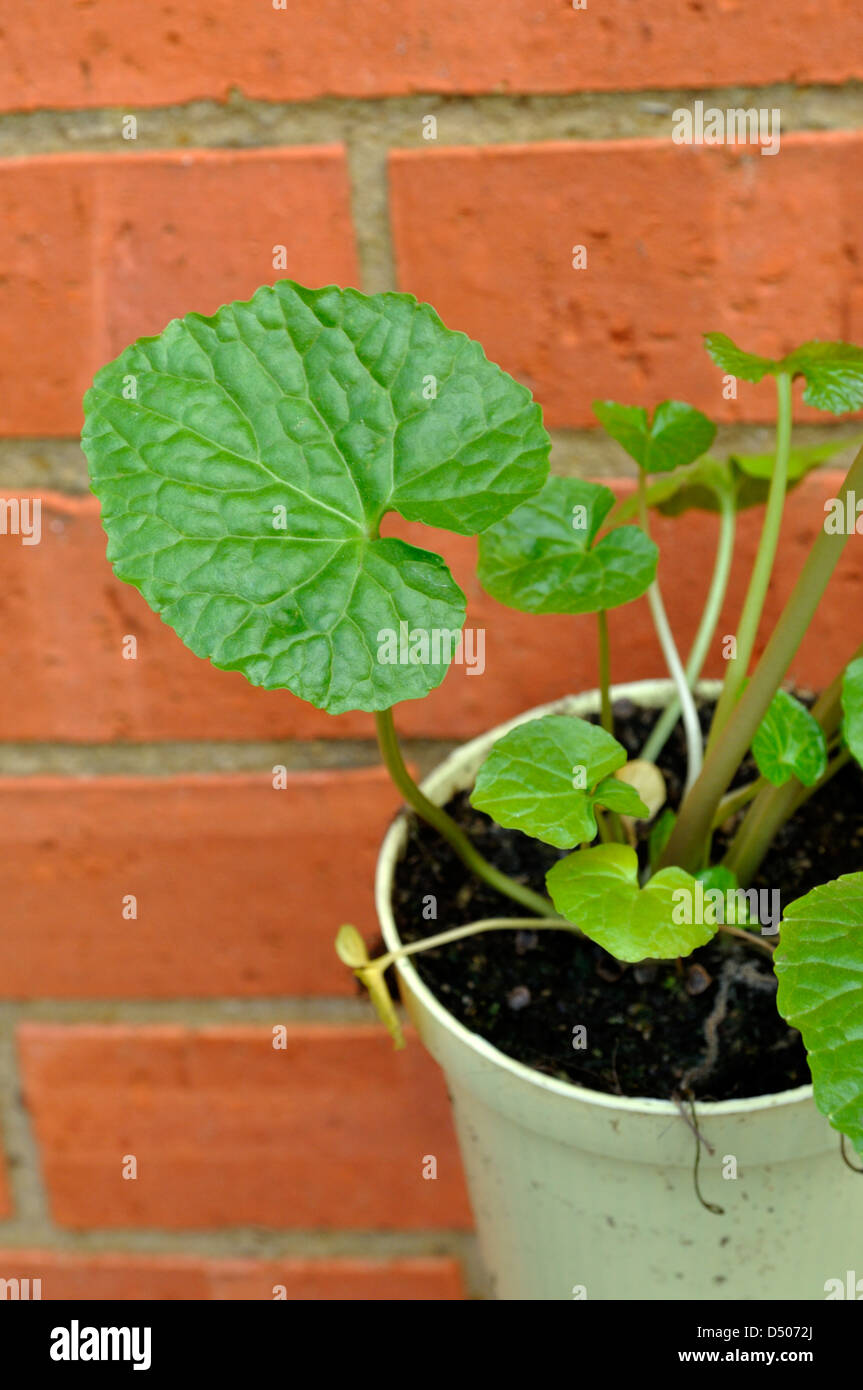 Wasabi (Wasabia japonica) Plant Stock Photo - Alamy