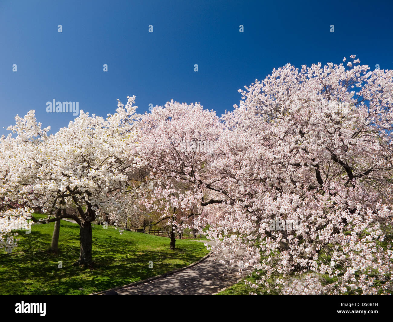 Japanese Cherry Blossom Orchard in Full Bloom Stock Photo