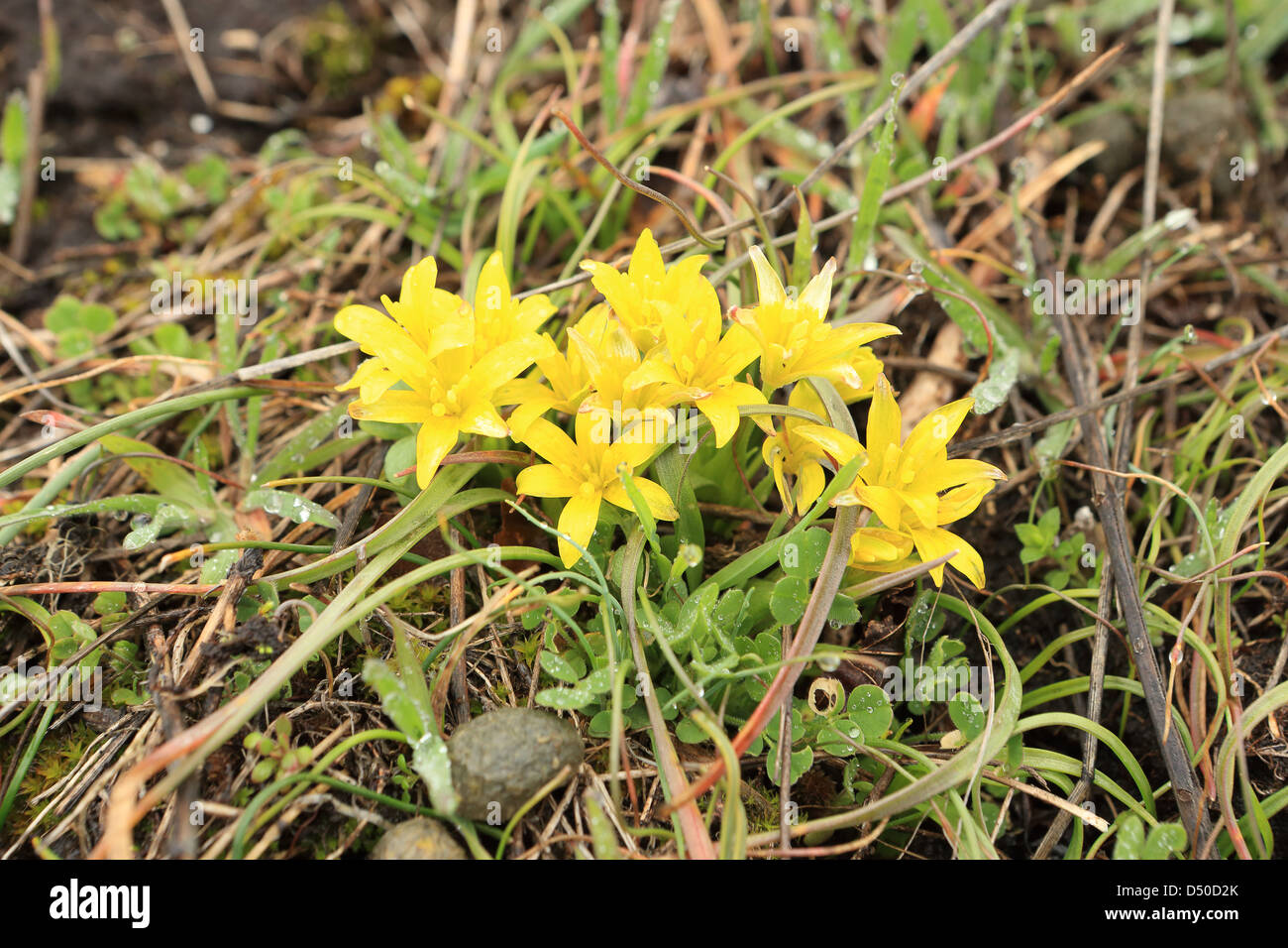 Flowering yellow gagea (Gagea bulbifera) Stock Photo