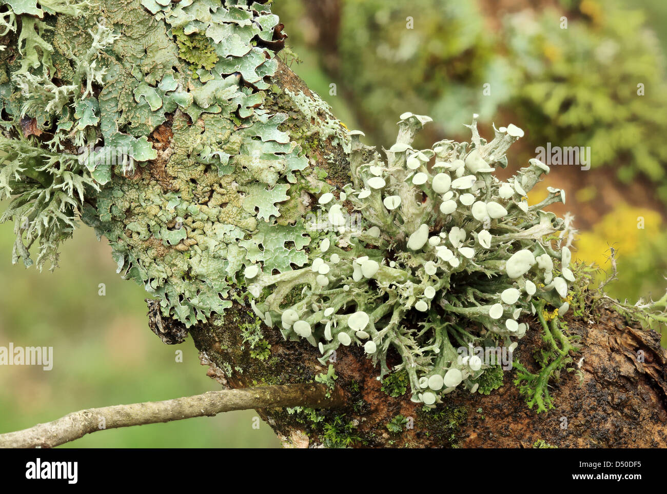 texture of moss, lichen (Lichenes) Stock Photo