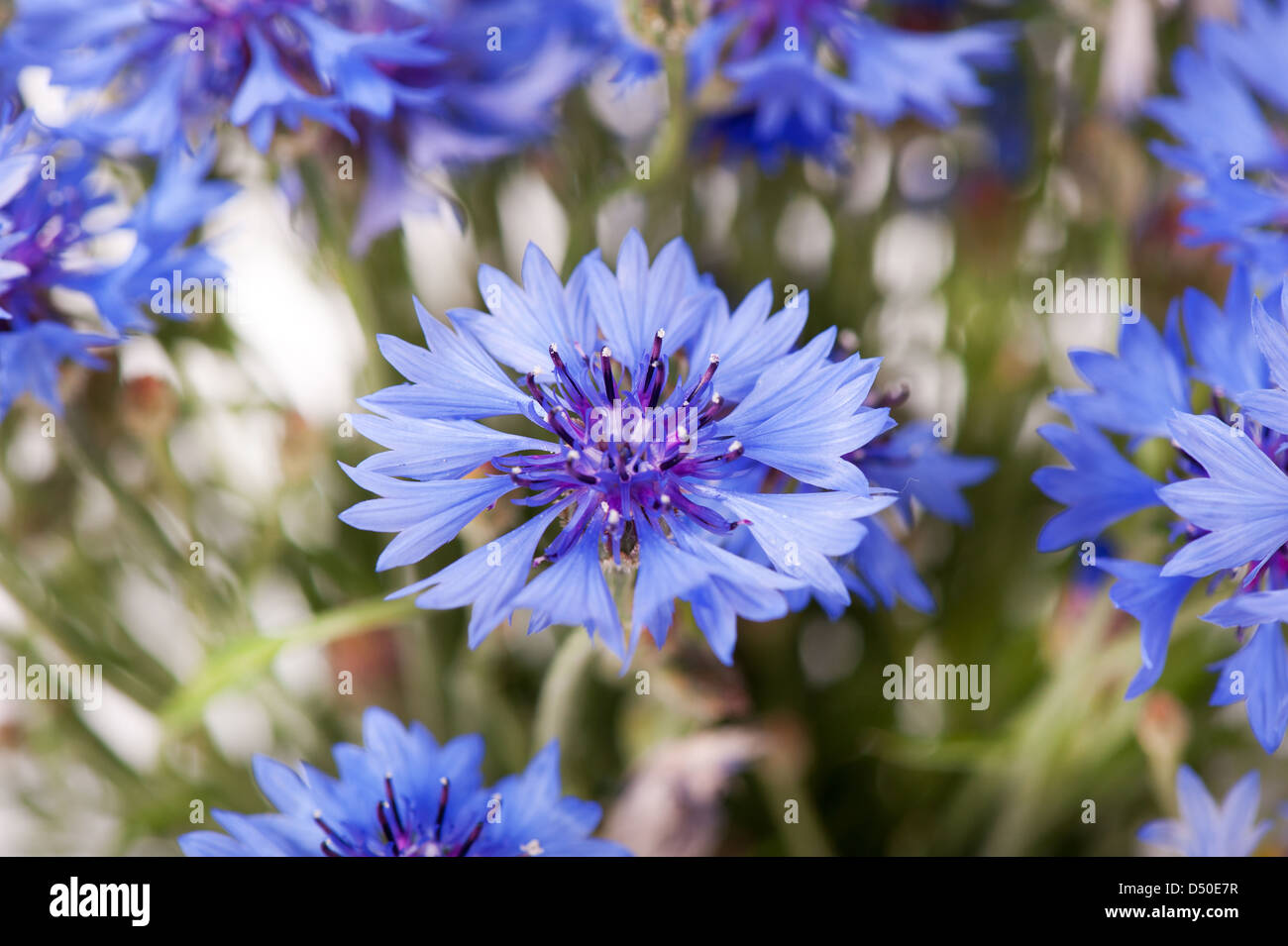 Blue cornflower flowerhead detail Stock Photo