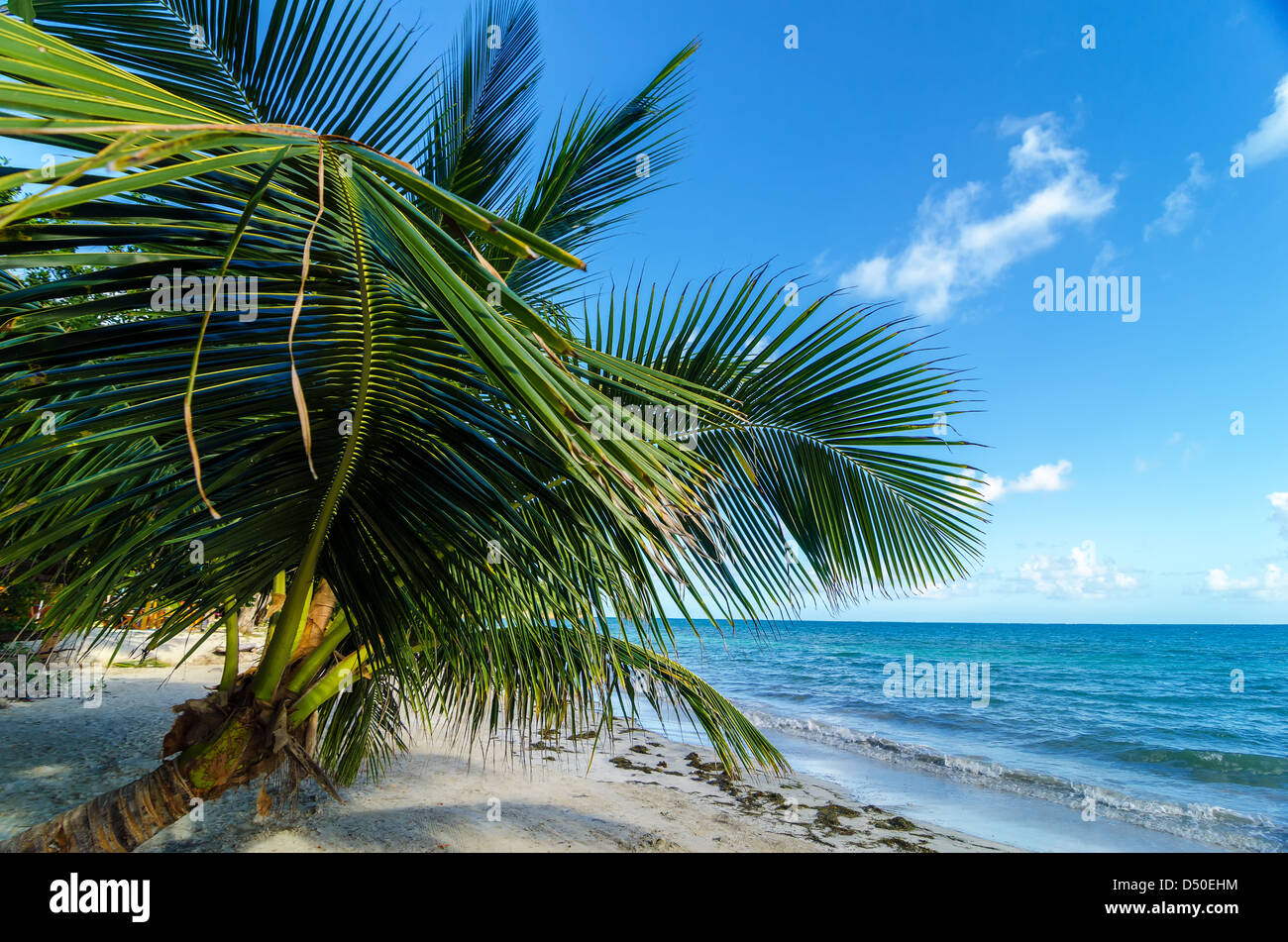 A small palm tree extending over the beach in San Andres y Providencia, Colombia Stock Photo