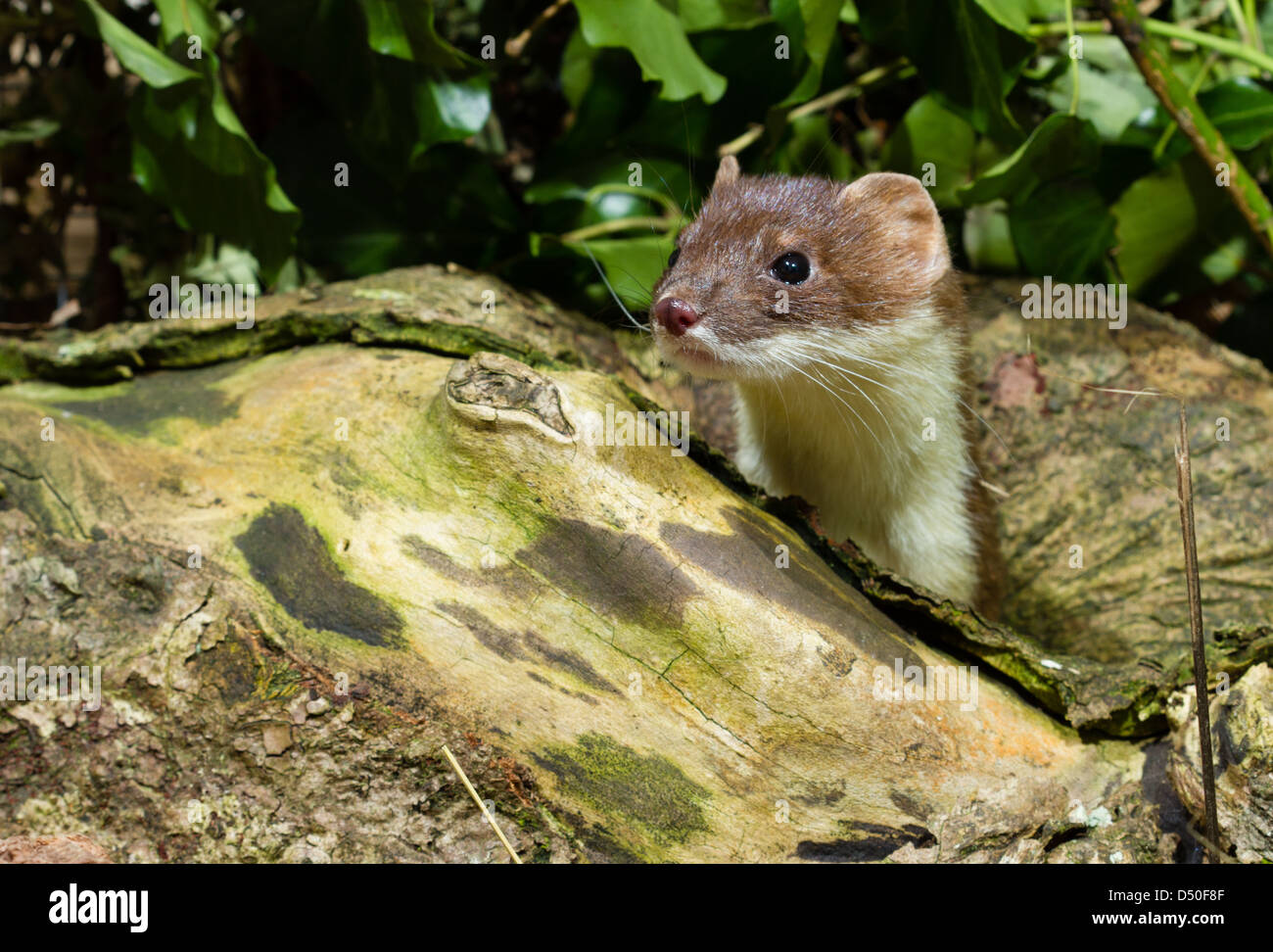 Stoat (Mustela erminea) emerging from hole in dead tree Stock Photo