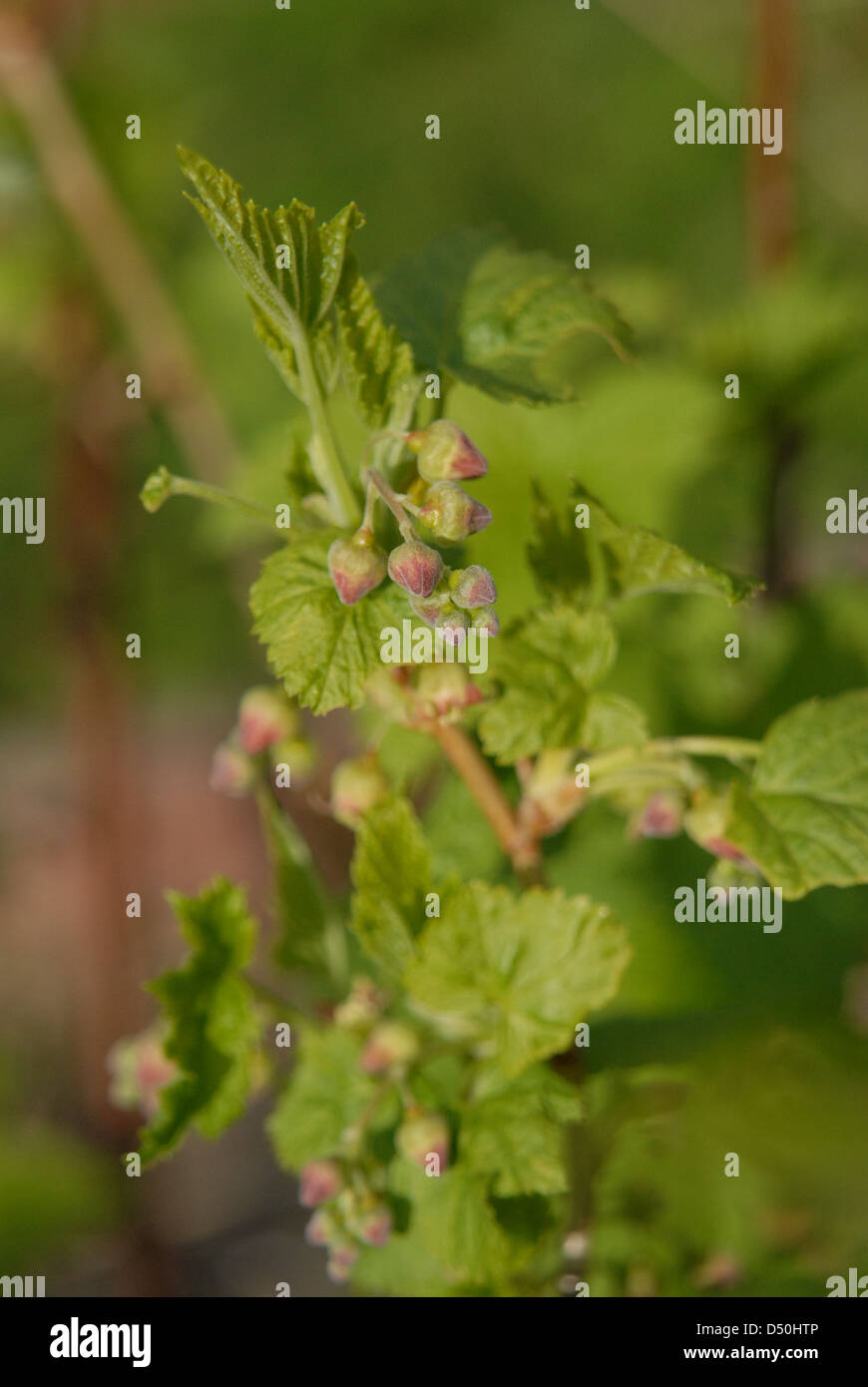 Blackcurrant buds. Stock Photo