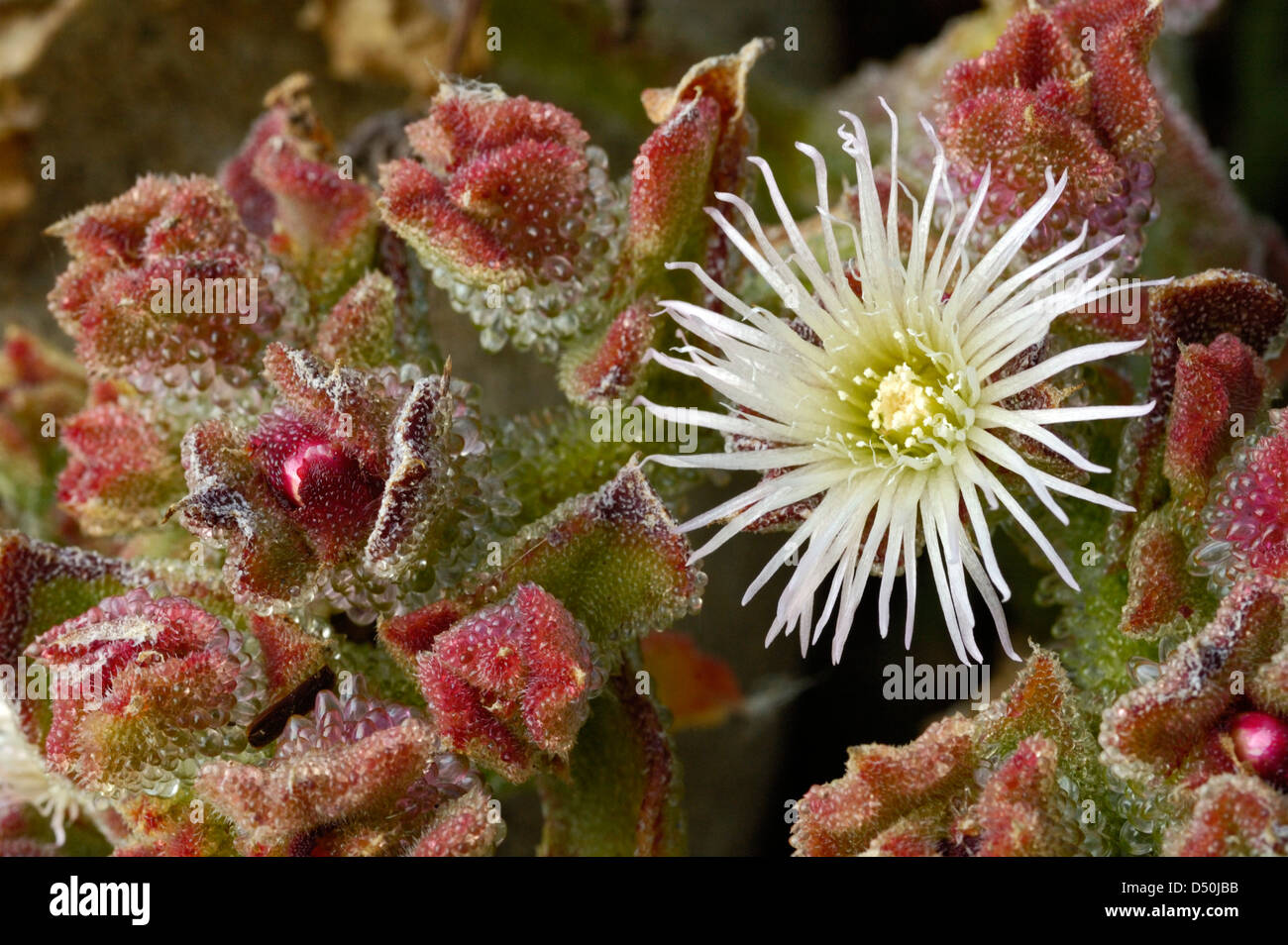 single-white-iceplant-flower-mesembryanthemum-crystallinum-stock