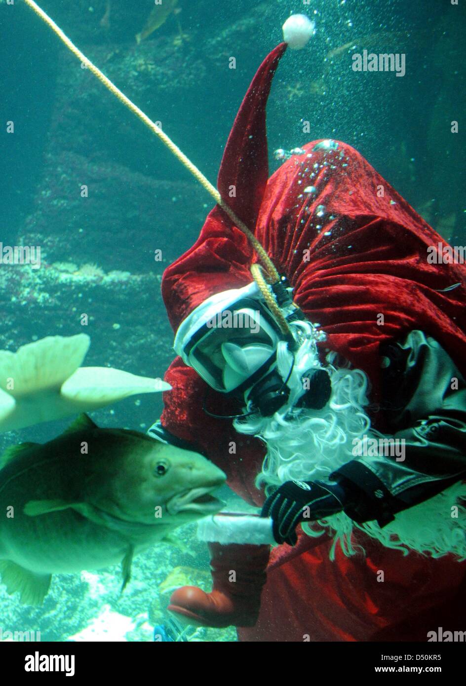 A Diver Dressed As Santa Claus Feeds The Fish In The Aquarium Of The ...