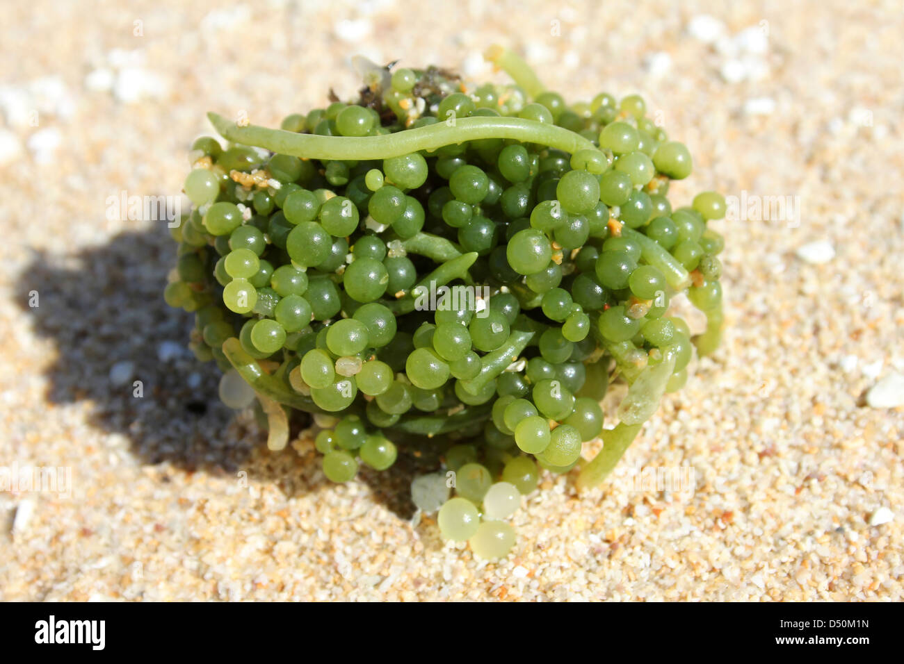 Sea Grapes Caulerpa racemosa Stock Photo