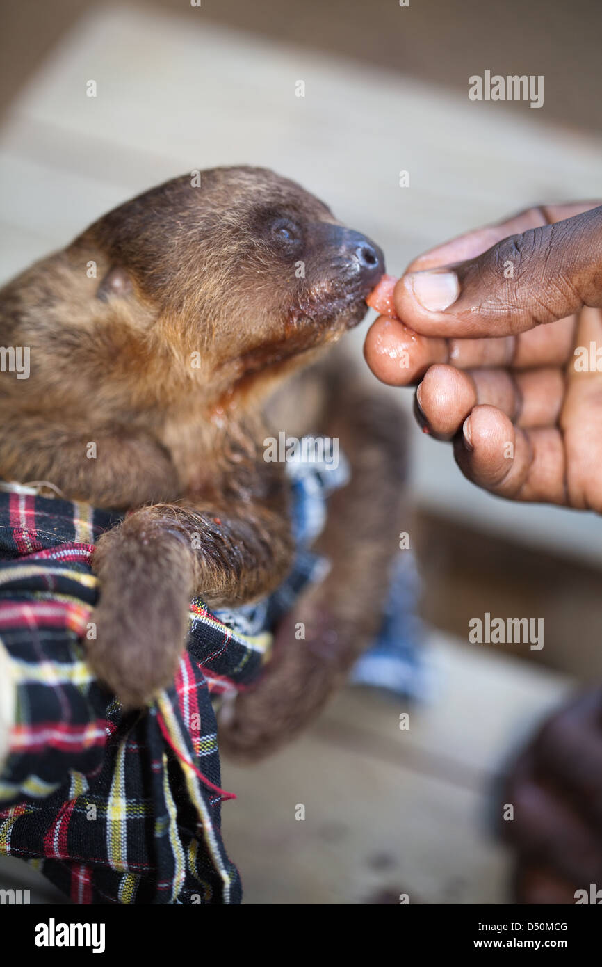 Two-toed Sloth (Choloepus didactylus). Young orphaned pet being hand reared by Amerindian villagers. Atta. Iwokrama. Guyana. Stock Photo