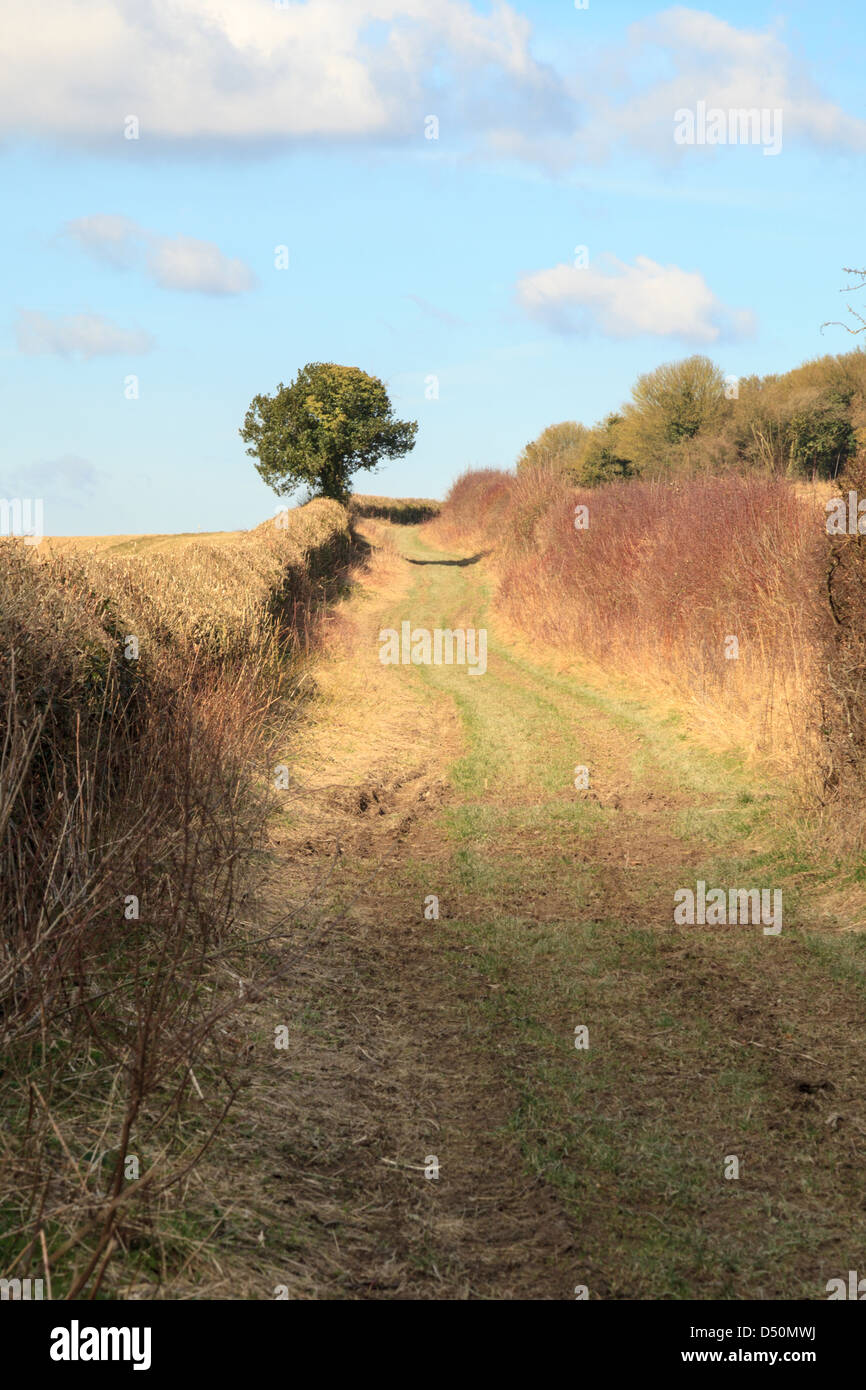Hollowshot Lane (track) near Kingsclere in Hampshire Stock Photo