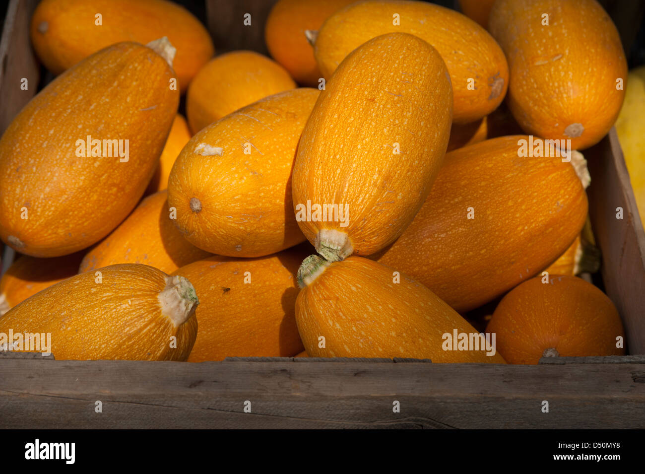 Dozens of organic yellow squash are on display for sale at a farmers