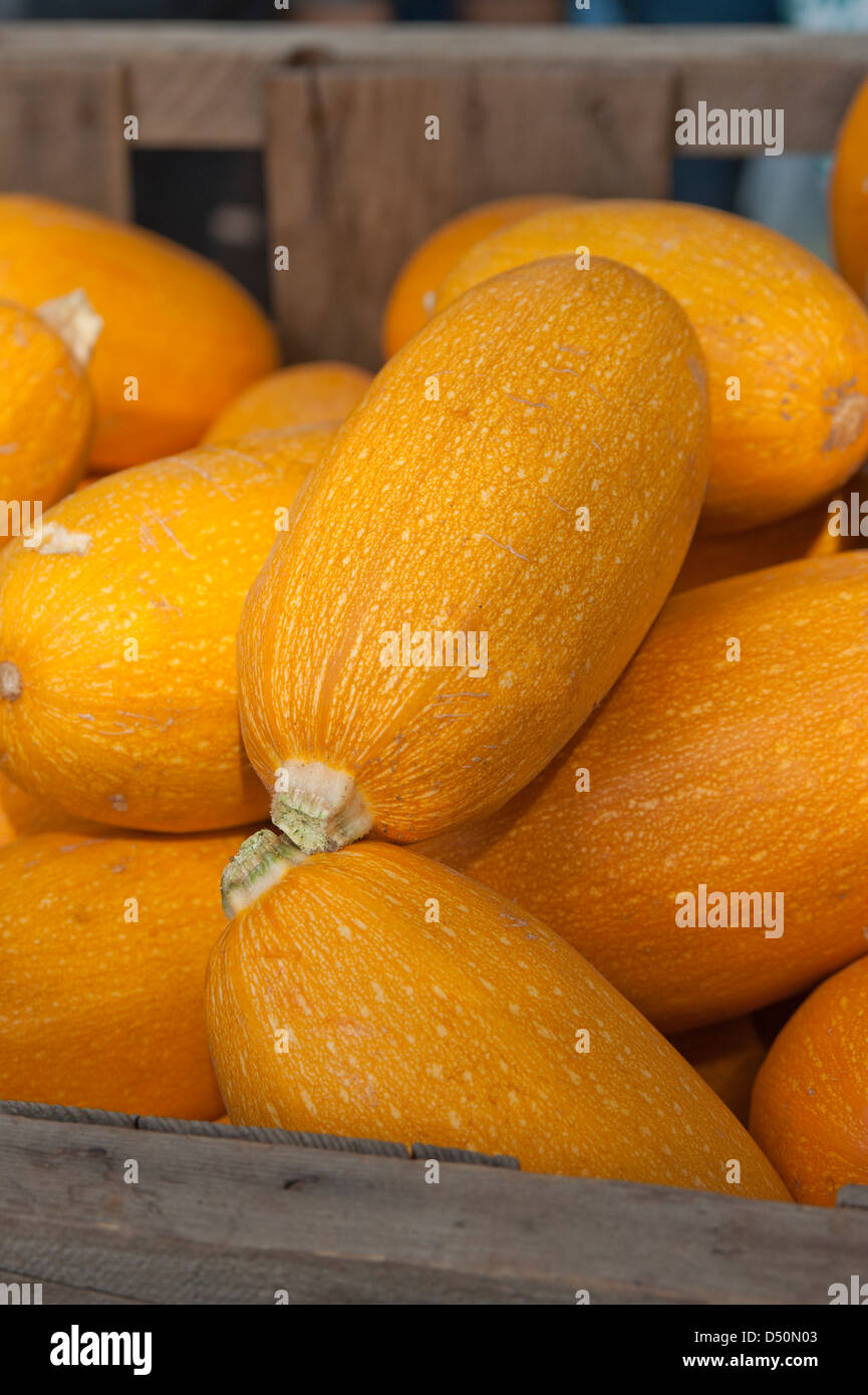 Dozens of organic yellow squash are on display for sale at a farmers