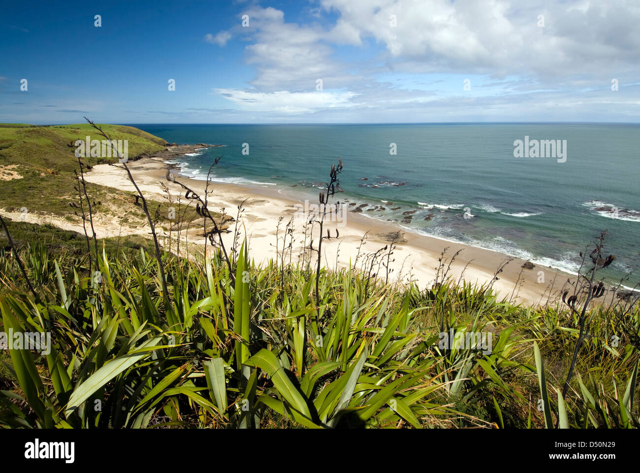 Flax bushes on West coast beach, North Island, New Zealand Stock Photo