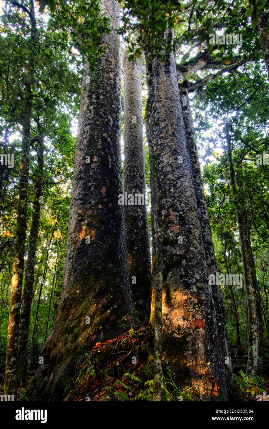 Four sisters Kauri trees, Waipoua Forest, Northland New Zealand. Stock Photo