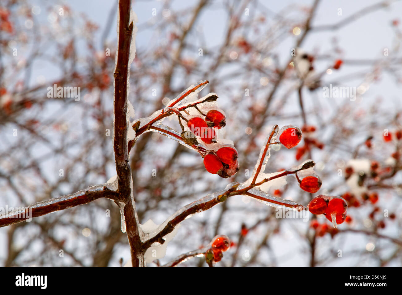 The branch of a rowan-tree covered with ice Stock Photo