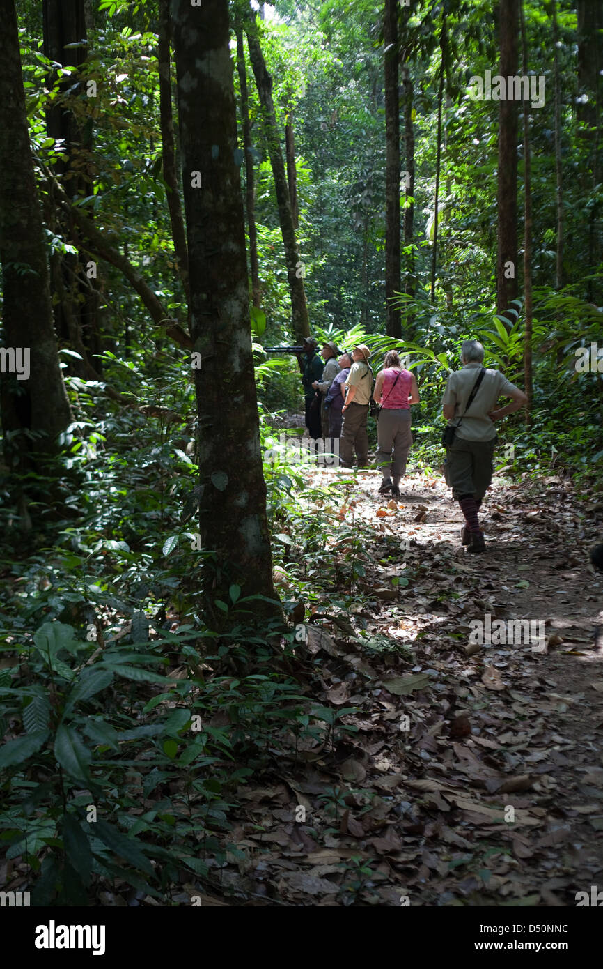 Eco Tourists Walking In Iwokrama International Centre For Rainforest