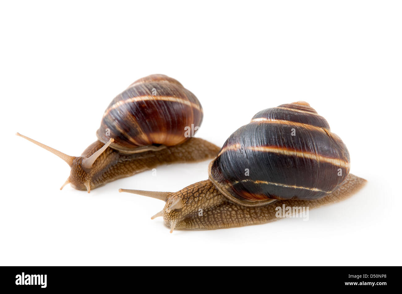 Two snails on a white background Stock Photo