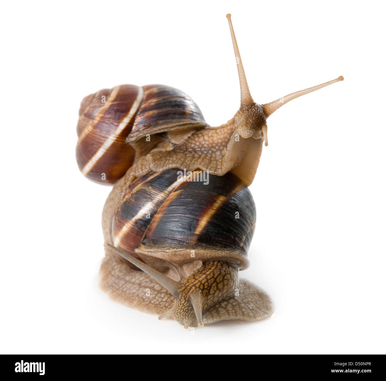 Snails shell hi-res stock photography and images - Alamy
