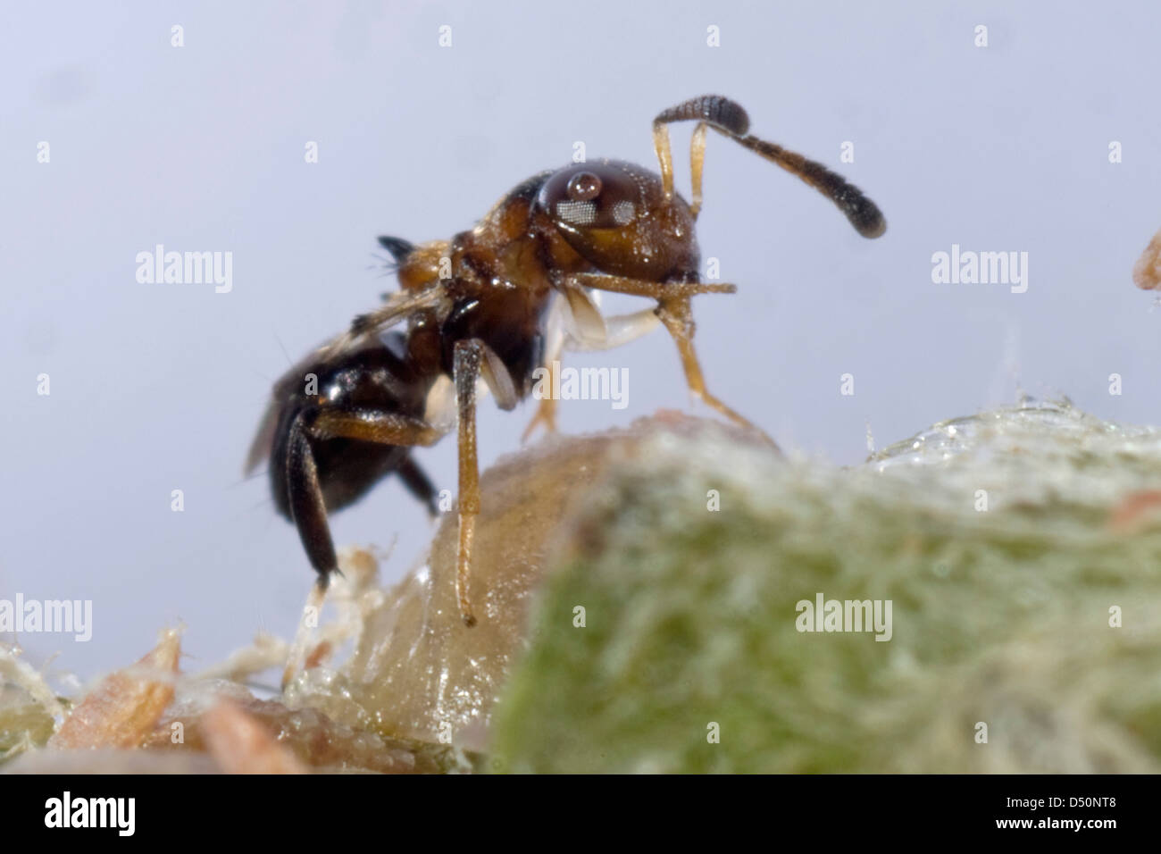 Parasitoid wasp, Encyrtus infelix, commercial biological control parasitoid with scale insect host pests in protected crops Stock Photo