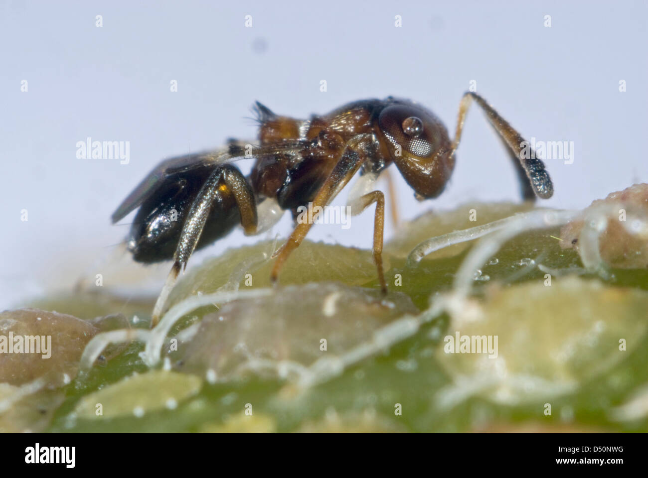 Parasitoid wasp, Encyrtus infelix, commercial biological control ...