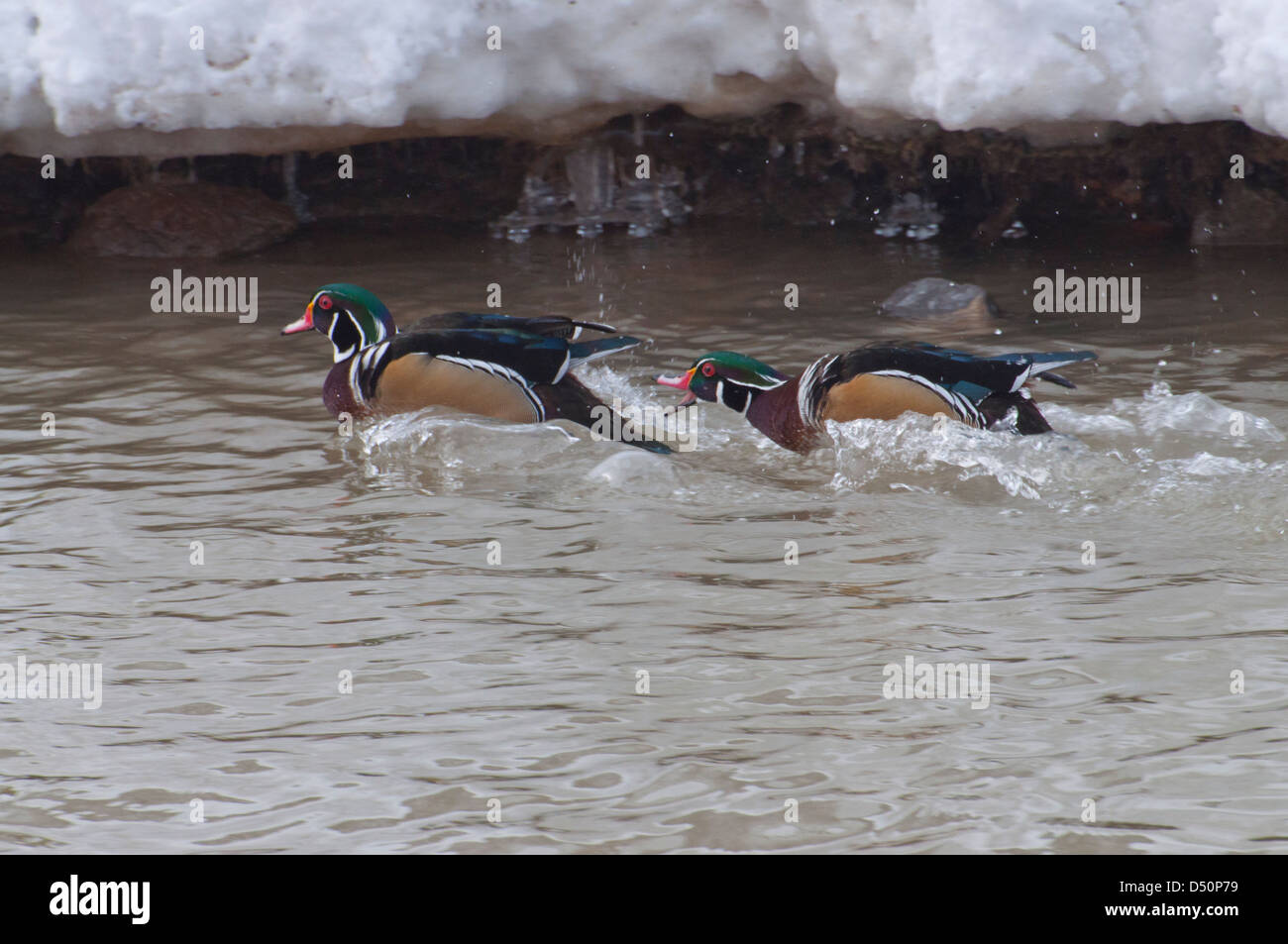 A male Wood Duck chasing away a rival male. Stock Photo