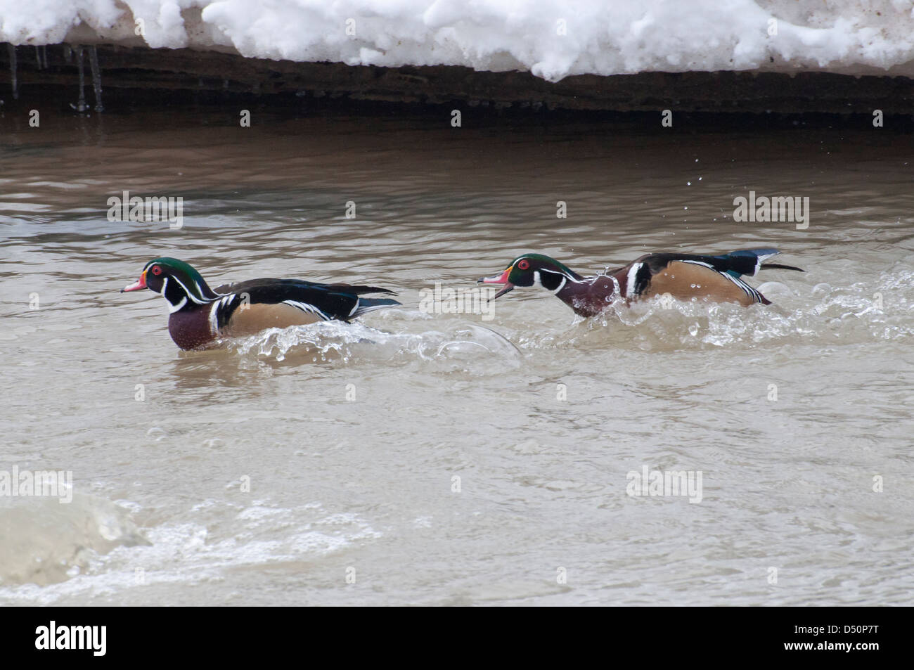 A male Wood Duck chasing away a rival male. Stock Photo