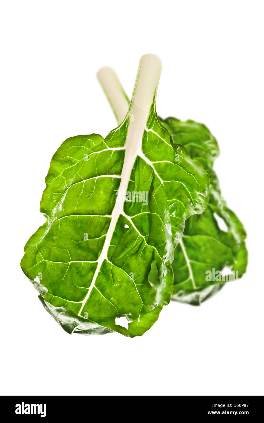 bok choy leaf isolated on white Stock Photo