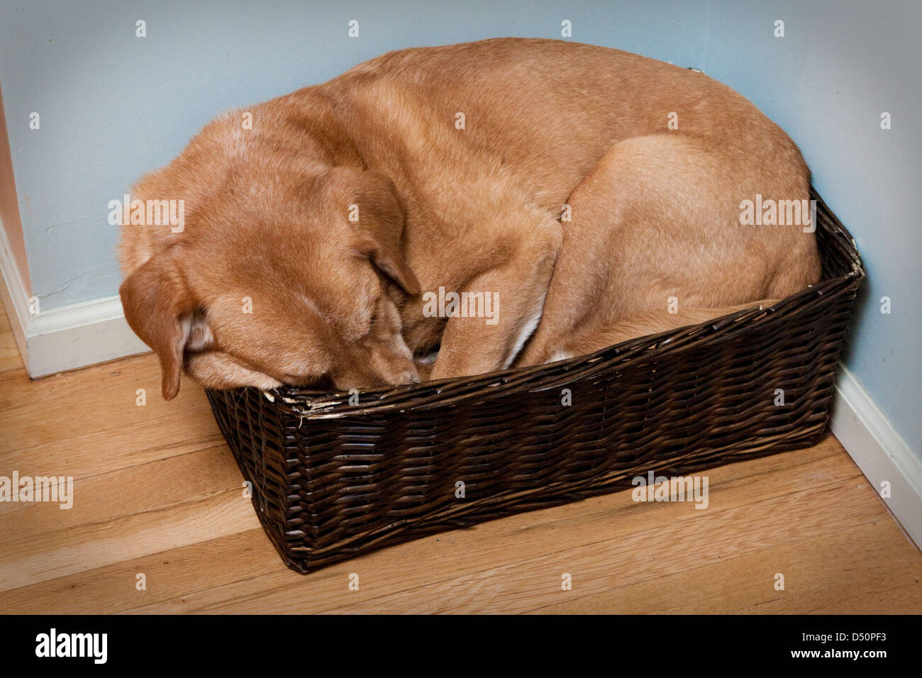 Yellow Labrador Retriever dog sleeping in a basket. Stock Photo