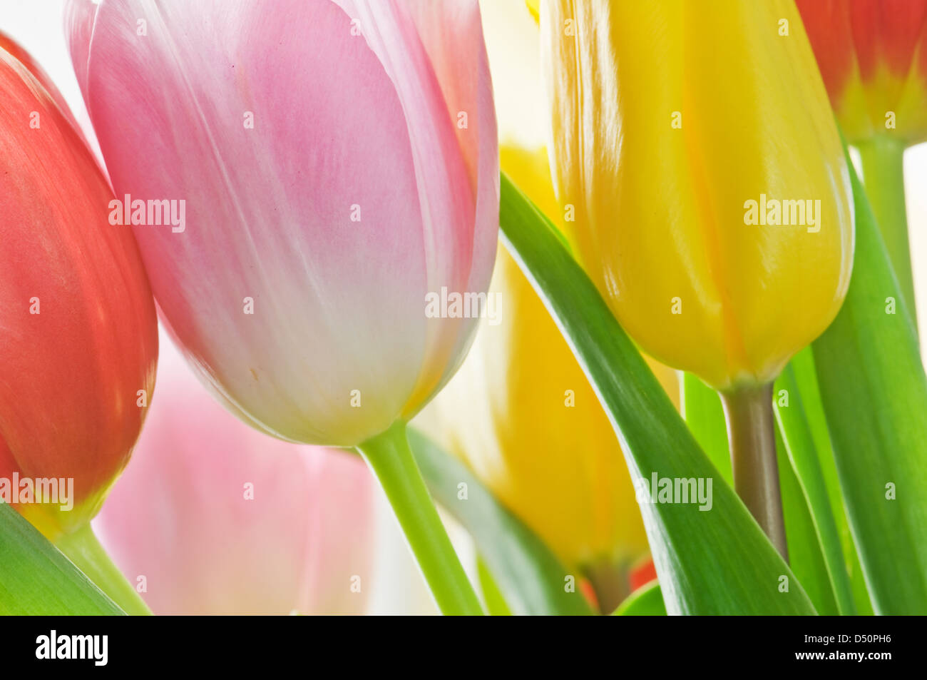 tulips isolated on white background Stock Photo - Alamy