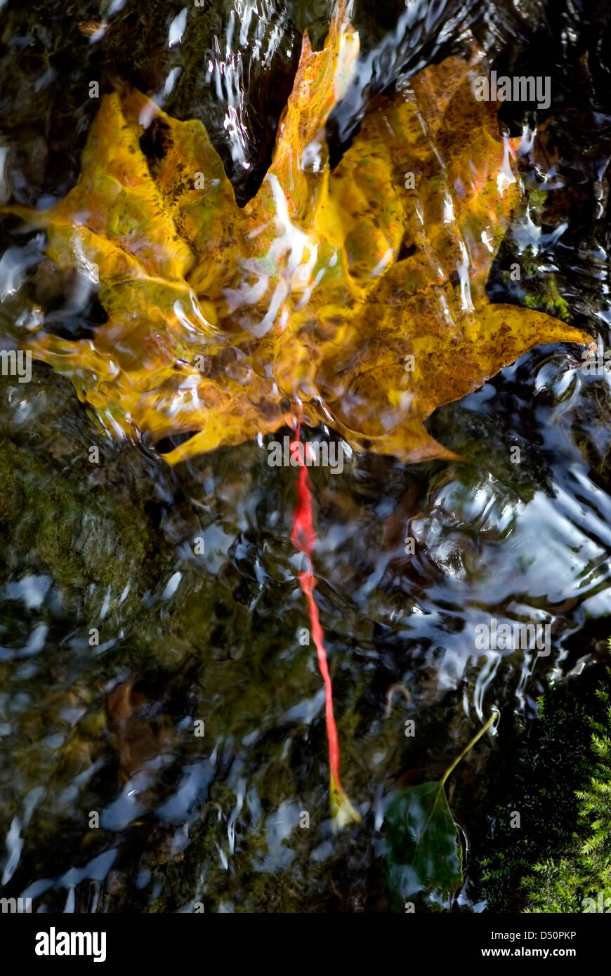 Yellow autumn leaf on the water Stock Photo - Alamy