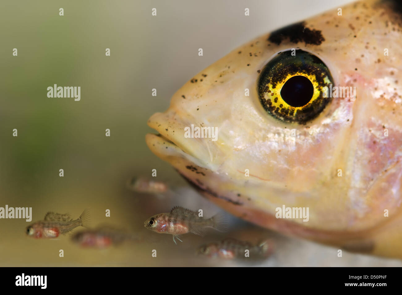 newborn fish with mother closeup Stock Photo Alamy